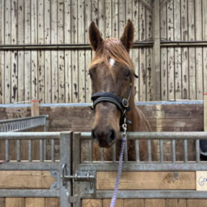 Jac Horse